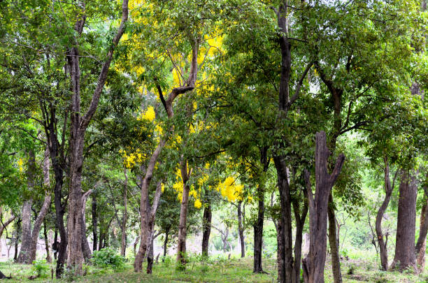 Rastrakuta Chandanavana Sandalwood Farm Plots